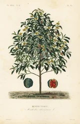 Champak tree, Magnolia champaca