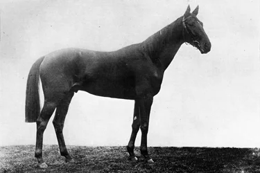 Christmas Daisy, 1911