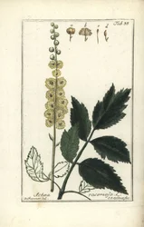 Black Cohosh