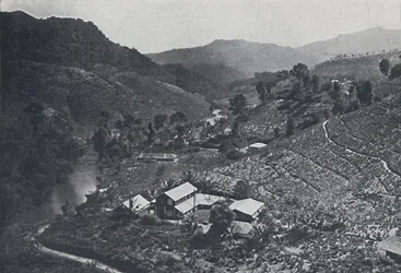 Cingalese Tea Plantation