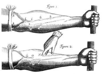 Circulation of the Blood