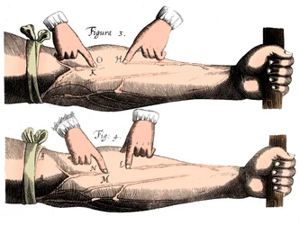 Circulation of the Blood