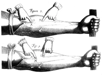 Circulation of the Blood