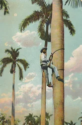 Climbing the Royal Palm