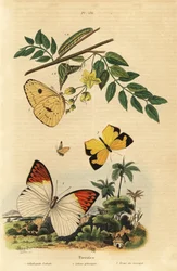 Cloudless sulphur, Phoebis sennae, great orange tip, Hebomoia glaucippe, and Mexican yellow, Eurema mexicana