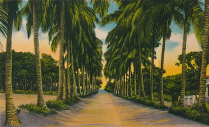 Coconut Avenue, Barranquilla