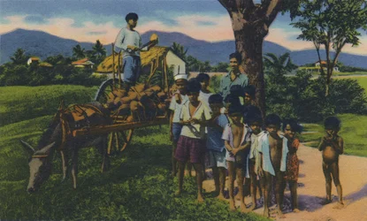Coconut Vendor, Trinidad, B.W.I., c1940s