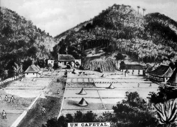 Coffee Plantation, Cuba, 1768 c1910