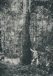 Collecting Rubber