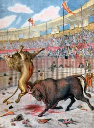 Combat between a lion and a bull, Spain, 1894