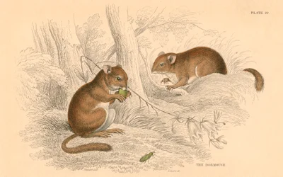 Common dormouse, Muscardinus avellanarius, hibernating rodent, 1828