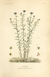 Common flax or linseed, Linum usitatissimum