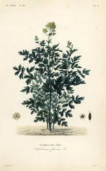 Common meadow rue