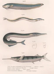 Common Snake Fish, Common Sand Eel, Common Hornhecht, Brazilian Halfbeak, c.1850s