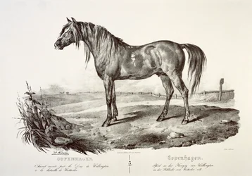 Copenhagen, the Duke of Wellington