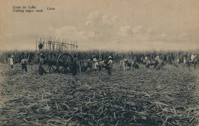 Cutting Sugar Cane, Cuba