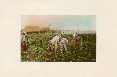 Tobacco Plantation, c1910