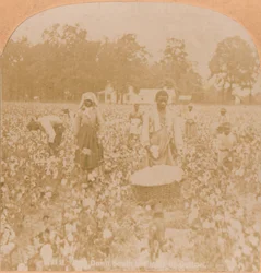 Cotton-Picking