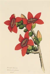 Cotton Tree Flowers