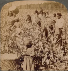 Cotton is King - Plantation Scene with Pickers at Work, Georgia