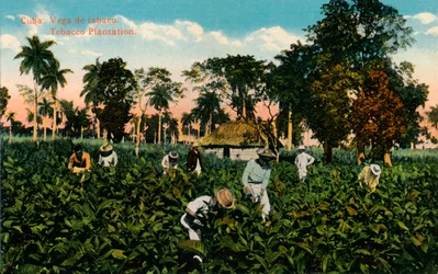Tobacco Plantation, Cuba, c1900