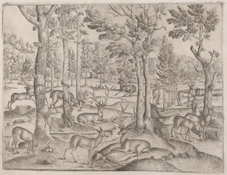 Deer in the Forest