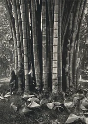 The Lower Part of the Stems of a Giant Bamboo Plant in Peradeniya, 1926