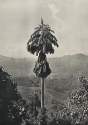 The Talipot Palm Corypha umbracalifera in Bloom