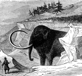 Discovery of a Woolly Mammoth, 1779 c1870