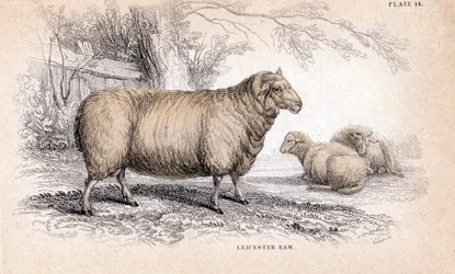 Dishley New Leicester Ram, c. 1840