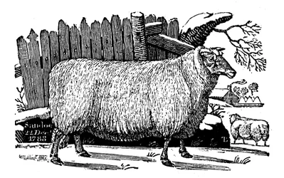 Dishley New Leicester Sheep