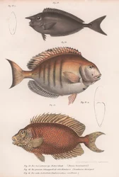 Doctorfish Tang, Common Snapper, Short-snouted Unicornfish