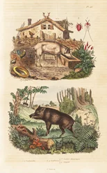 Domestic Pig, Wild Boar and Cochineal Beetle