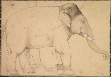 Drawing of an Elephant, c. 1700