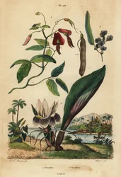 Dusky coral pea, Kennedia rubicunda, false sarsaparilla, Hardenbergia violacea, and blackhorm