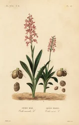 Early purple orchid and green-winged orchid