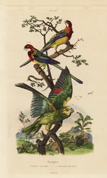 Eastern rosella, Platycercus exams, and yellow-crowned amazon, Amazona ochrocephala