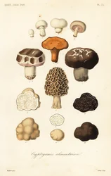 Edible mushrooms