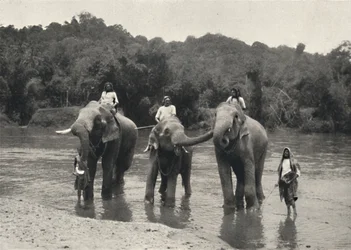 Elephants in the Bath Mahaaliganga, 1926