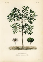 Elephant apple or chulta, Dillenia indica, Dillenia speciosa