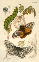 Emperor Moths