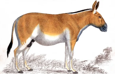 Engraving of a Quagga
