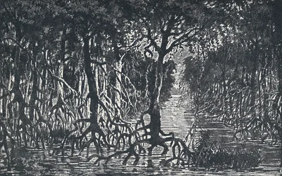 Equatorial African Forest, 1924