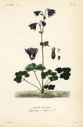European columbine