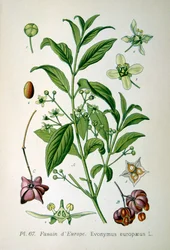 European spindle tree, 1893