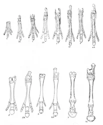 Evolution of the Horse