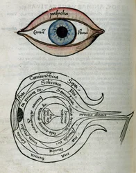 Structure of the eye