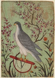 Falcon on a Perch