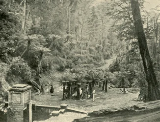 Fern Tree Bower and Track, Mount Wellington