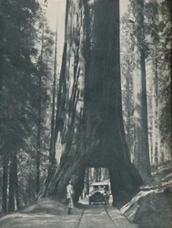 Fine Specimen of the Largest Organism That Ever Lived, c. 1935